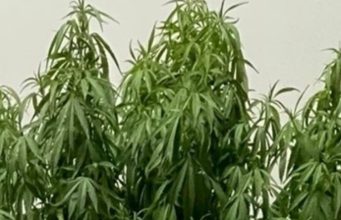 La produzione di canapa, che fa risparmiare milioni di alberi, per tessuti, carta, vernici, carburanti e materie plastiche non inquinanti