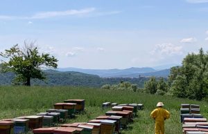 La crescita dell’agricoltura biologica e dei consumi bio. Un graduale passaggio verso l’eliminazione dei prodotti trattati con derivati del petrolio