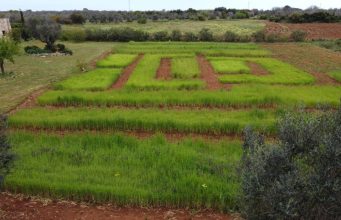 La rivincita del grano italiano: il tentativo di svolta nella produzione. La qualità di un prodotto biologico made in Italy
