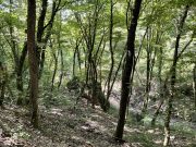 Le piante soffrono e col riscaldamento globale tendono a diventare più piccole, ma solo loro ci possono salvare