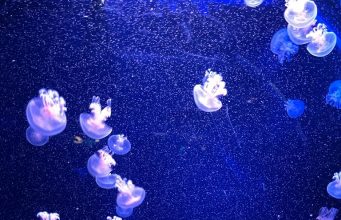 Invasione delle locuste in Sardegna e le meduse luminose nel Salento: i cambiamenti climatici che dipingono scenari apocalittici