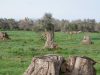 Xylella, il paesaggio da ripristinare, i terreni da curare e la necessità di fare presto. L’avanzata al nord non si arresta