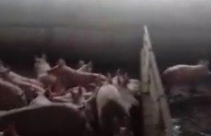 Lotta all’inquinamento generato dagli allevamenti intensivi: nei Paesi Bassi proteste per il taglio al bestiame richiesto