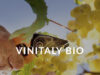 FederBio: “Il vino biologico piace sempre di più e diventa protagonista al Vinitaly“. Italia leader mondiale con 128 mila ettari di vite bio