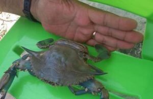 Il granchio blu crea problemi dal Veneto al Salento, ma è buonissimo e gli chef lo inseriscono nei loro menu