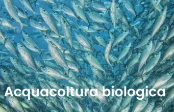 L’avanzata dell’acquacoltura biologica: stop ad antibiotici preventivi, sostanze chimiche e ormoni per la riproduzione